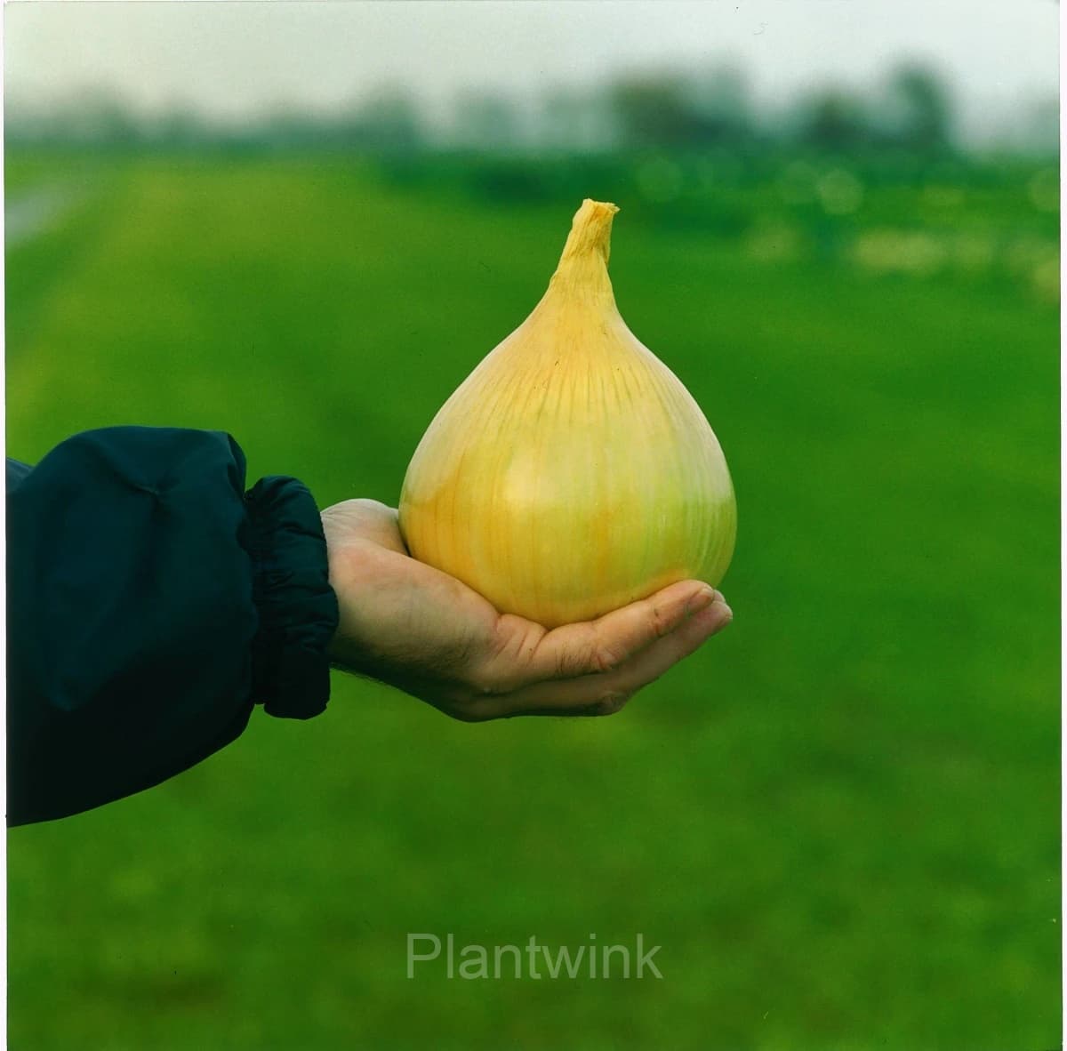 Onion Seed - View 4