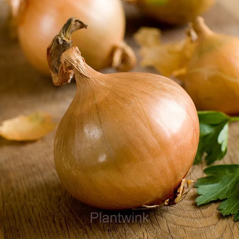 Onion Seed - View 5