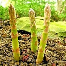 Asparagus Seed - View 2