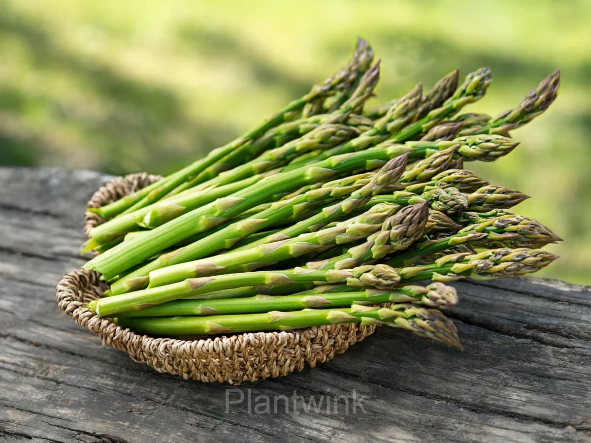 Asparagus Seed - View 1