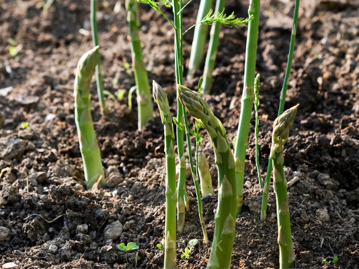 Asparagus Seed - View 5
