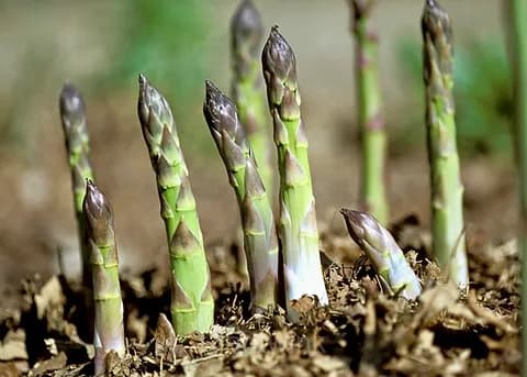 Asparagus Seed - View 6