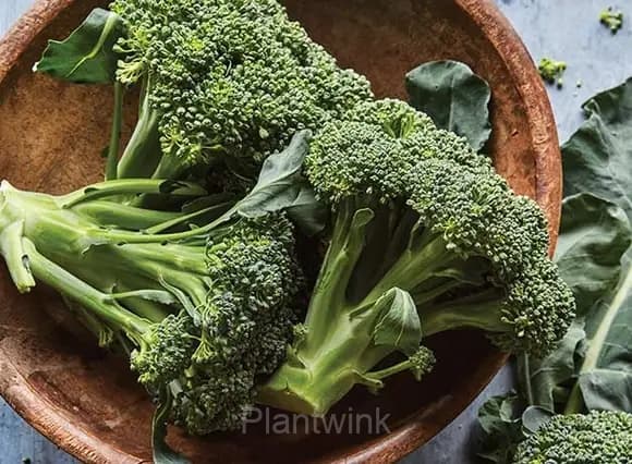 Broccoli Seed - Main