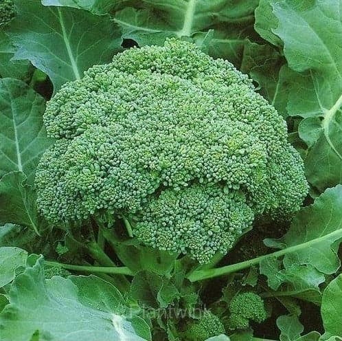 Broccoli Seed - View 2