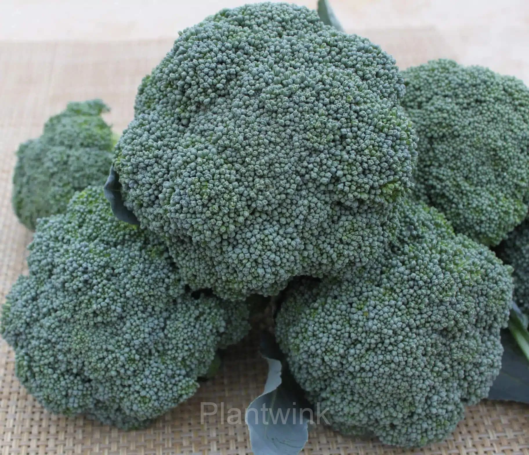 Broccoli Seed - View 5