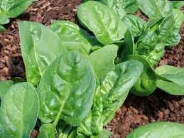 Big-leaf Spinach Seed - Alt