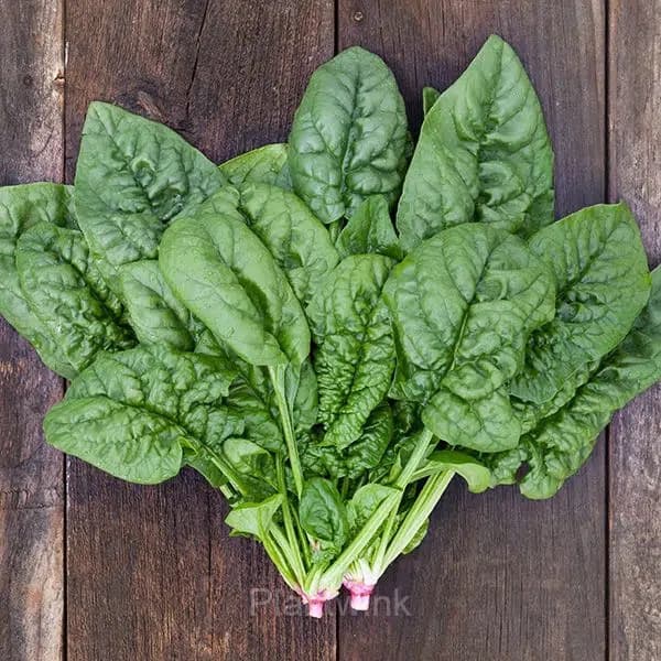 Big-leaf Spinach Seed - Main