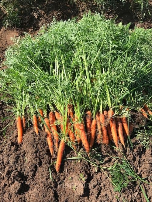 Tendersweet Carrot Seed - View 2