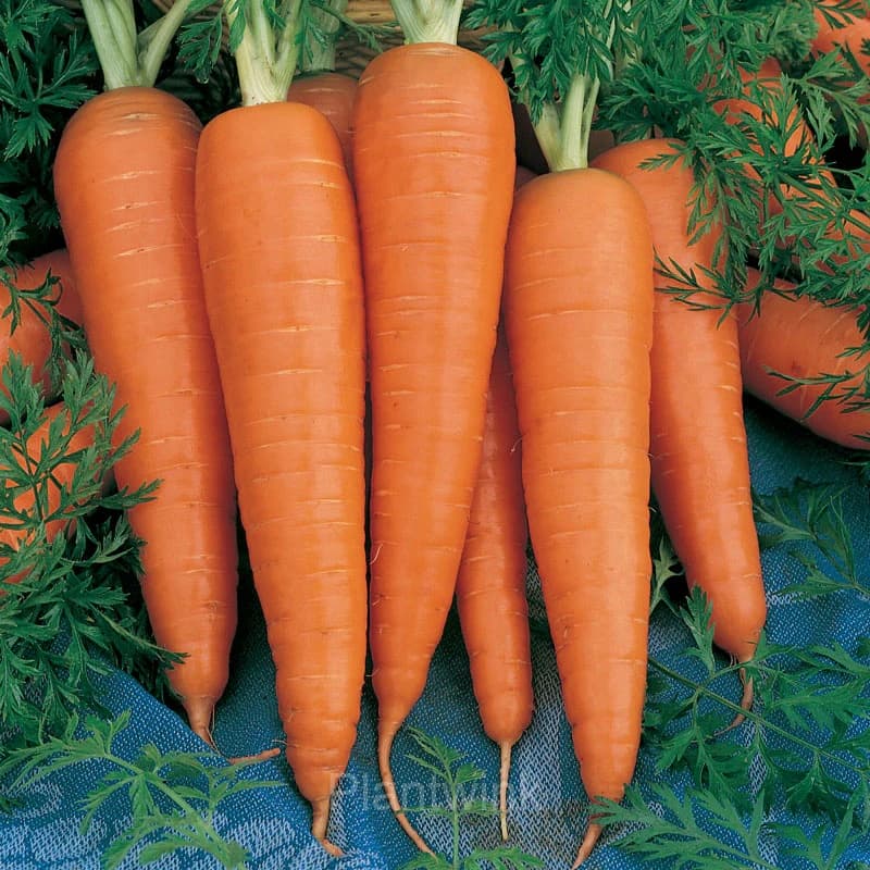 Tendersweet Carrot Seed - View 3