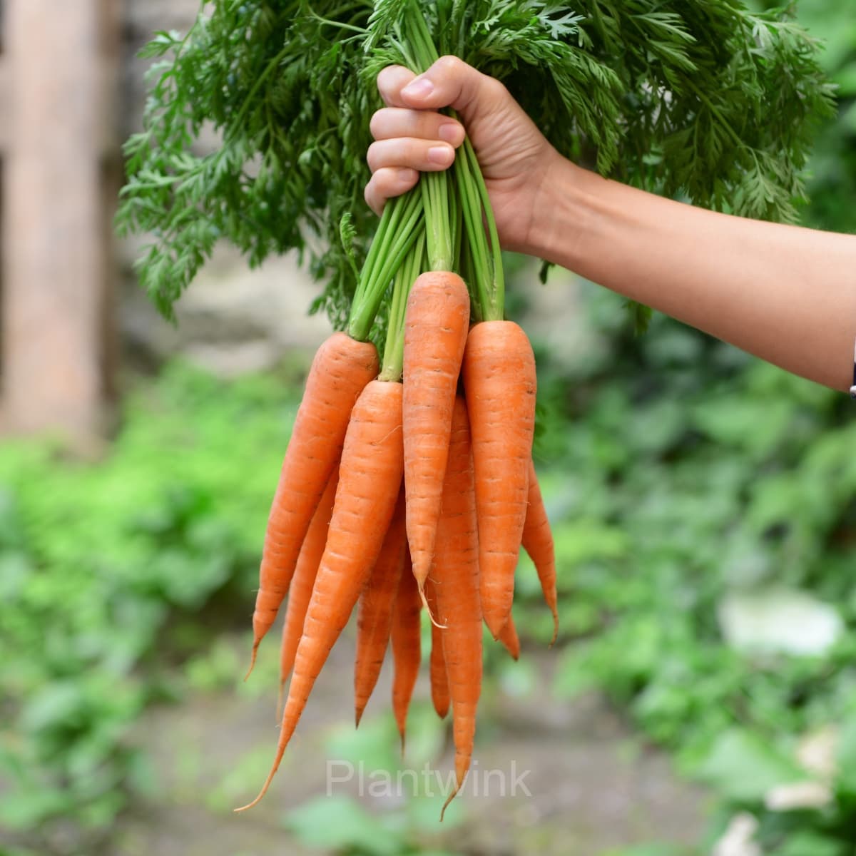 Tendersweet Carrot Seed - View 5