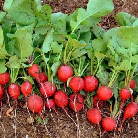 Cherry Belle Radish Seed - View 4