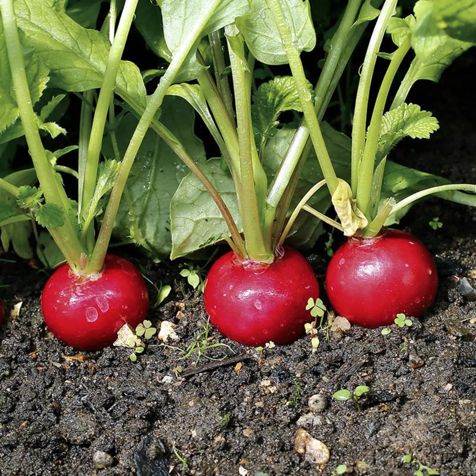 Cherry Belle Radish Seed - View 5