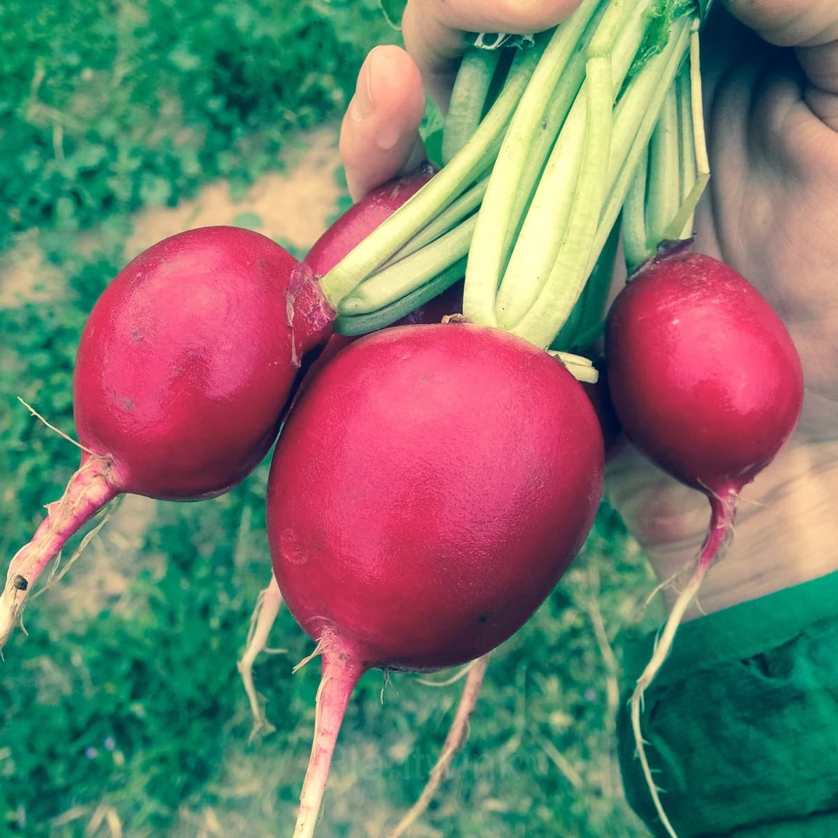 Cherry Belle Radish Seed - View 6