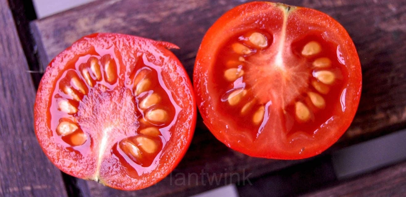 Tomato Seed - View 1