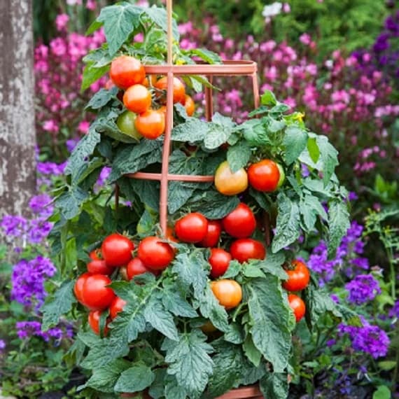 Tomato Seed - View 3