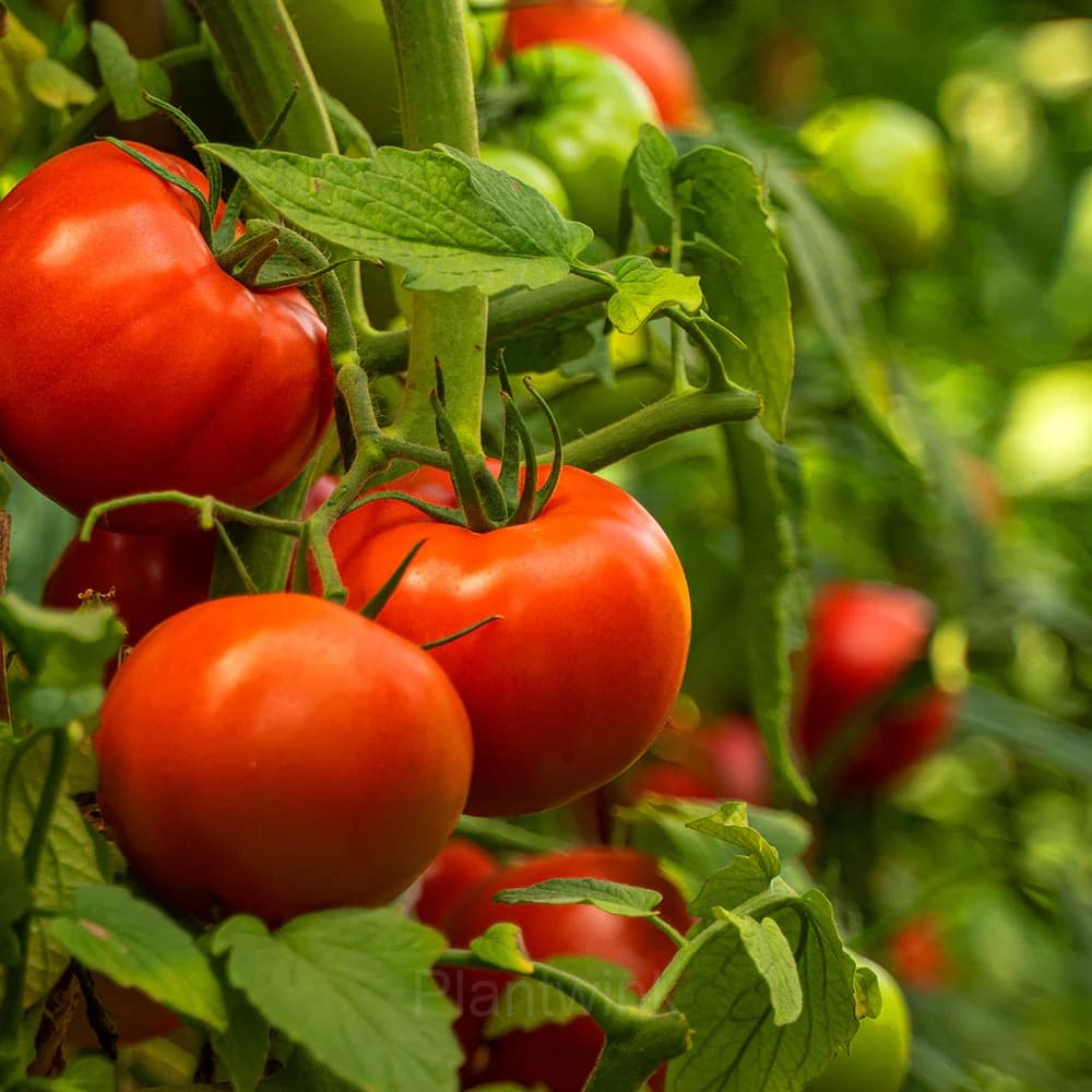 Tomato Seed - View 4