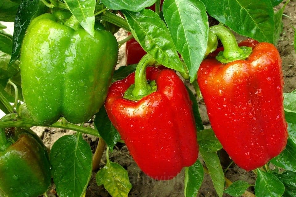 Sweet Pepper Seed - View 2