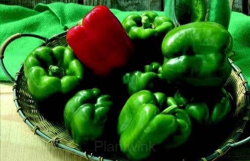 Sweet Pepper Seed - View 3