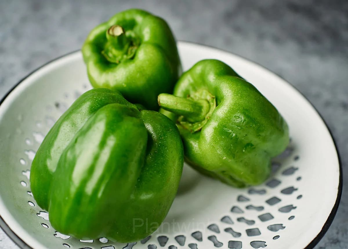 Sweet Pepper Seed - View 4
