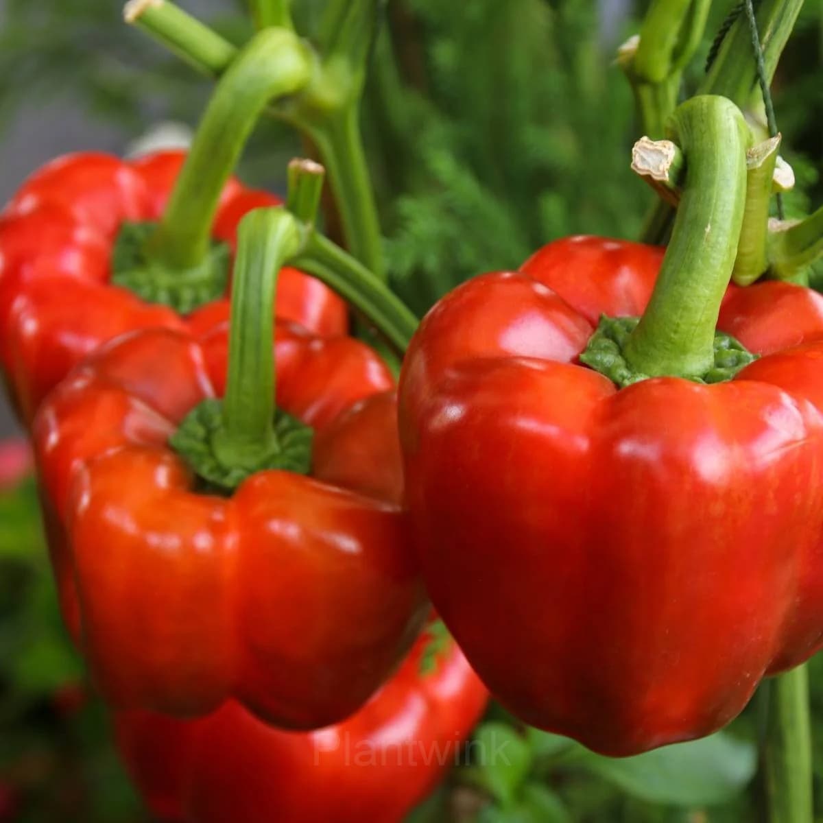 Sweet Pepper Seed - View 5