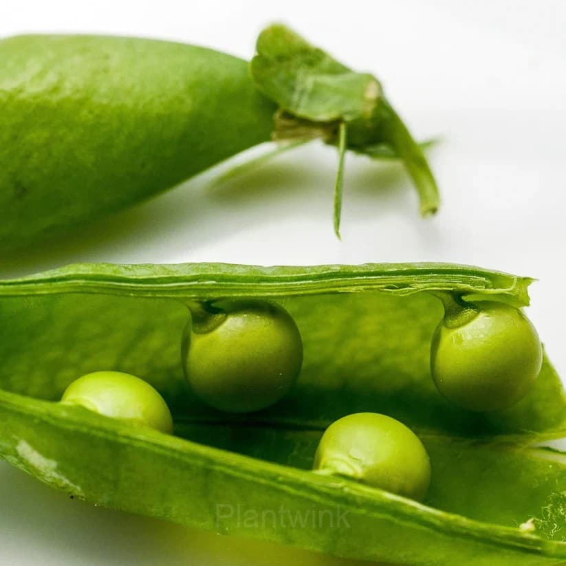 Pea-Licious Shell Pea - View 2