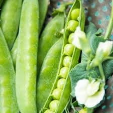 Pea-Licious Shell Pea - View 4