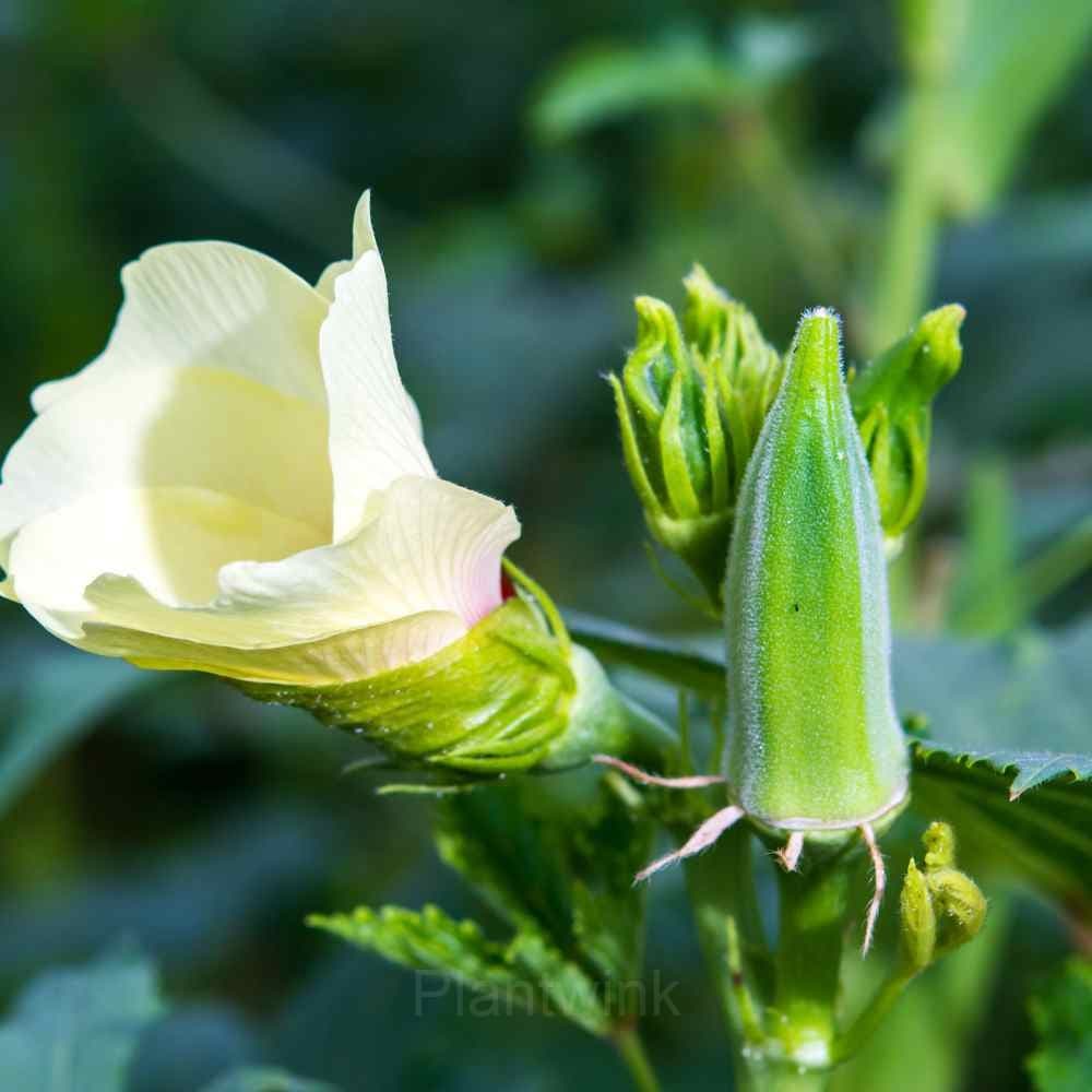 Okra Seed - View 2