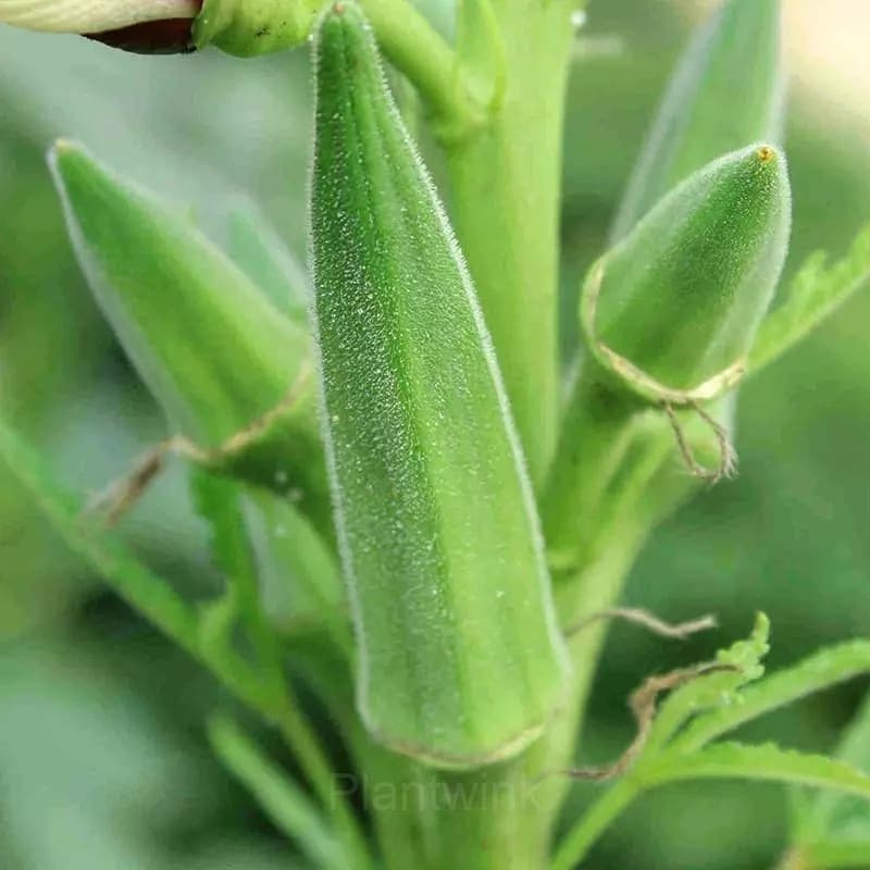 Okra Seed - View 5