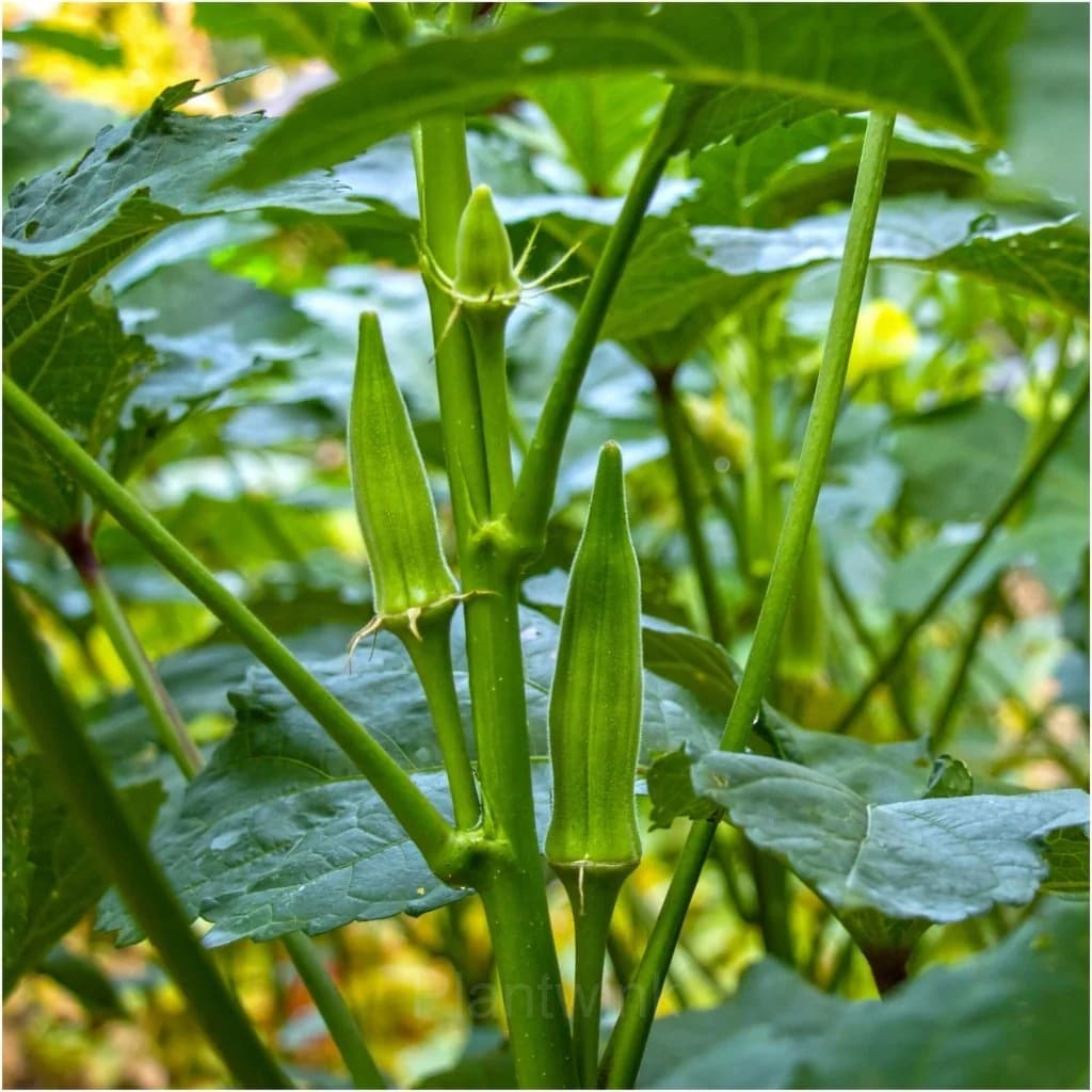 Okra Seed - View 3