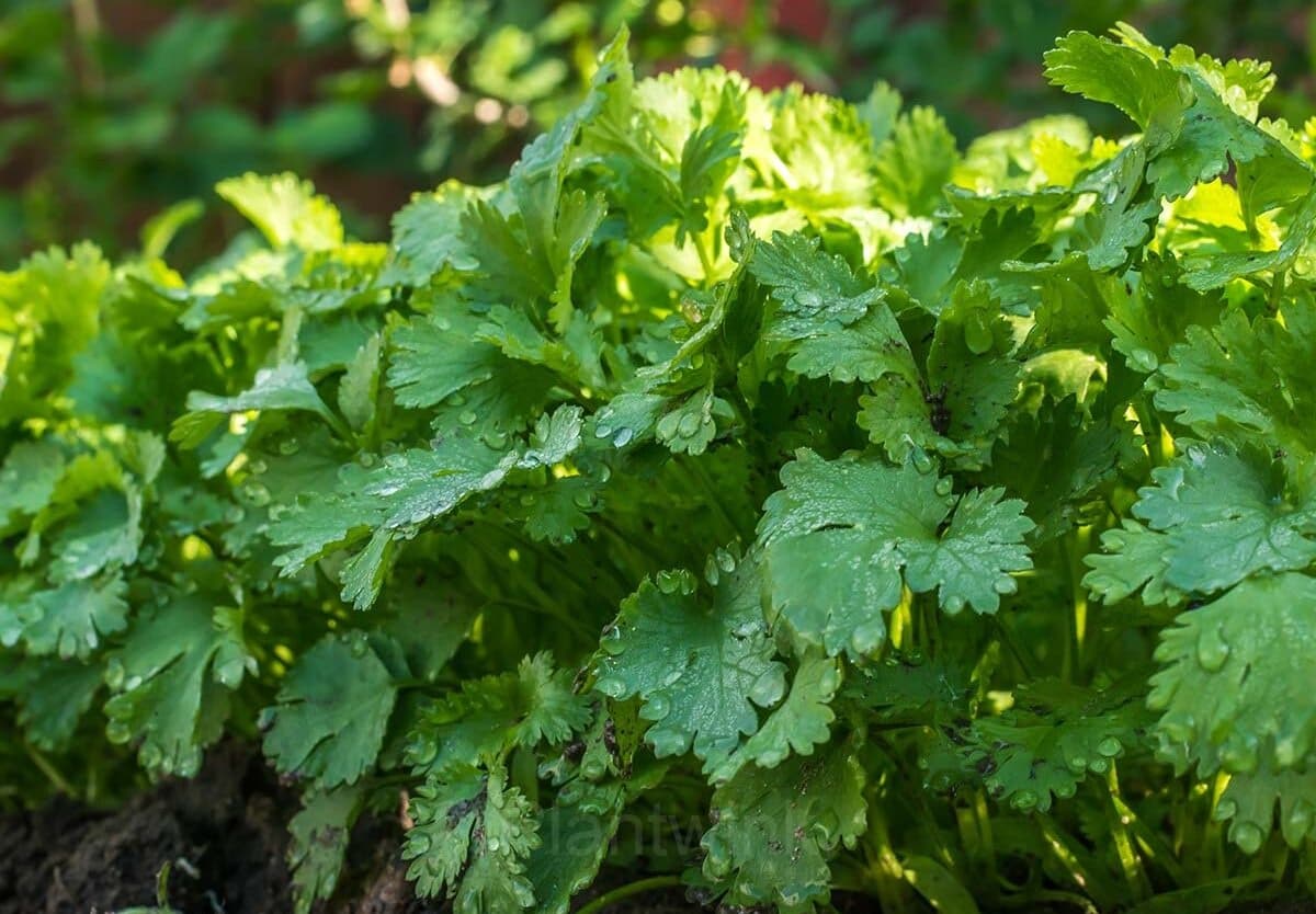 Coriander Seed - View 3