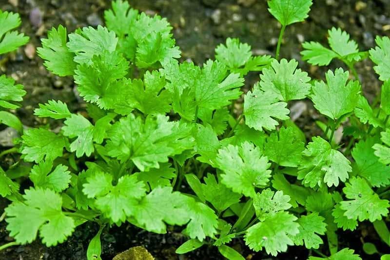 Coriander Seed - Main