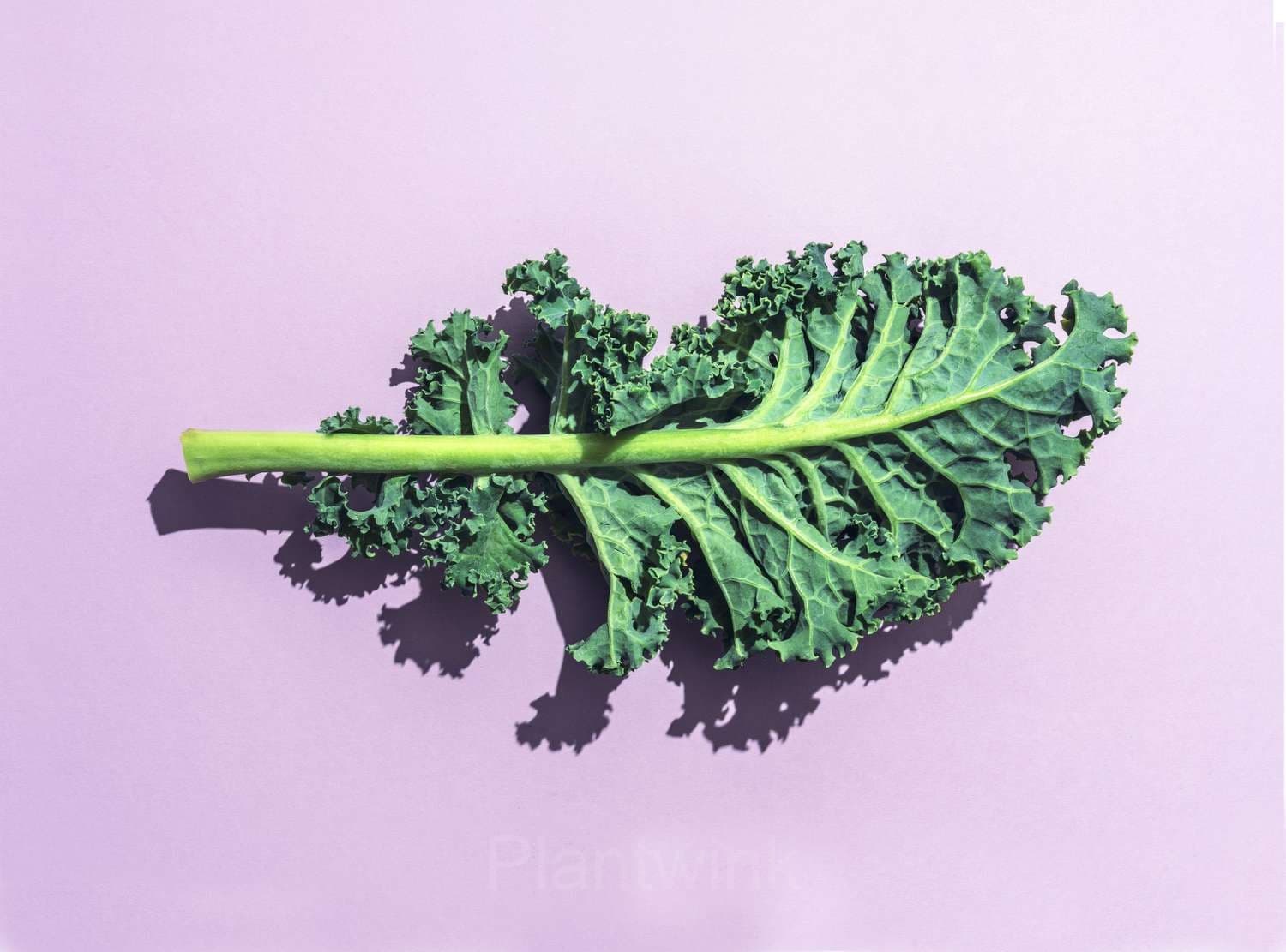 Kale Seed - View 3