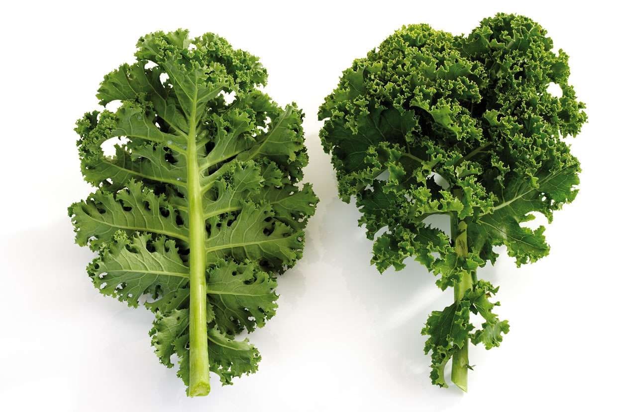 Kale Seed - View 4