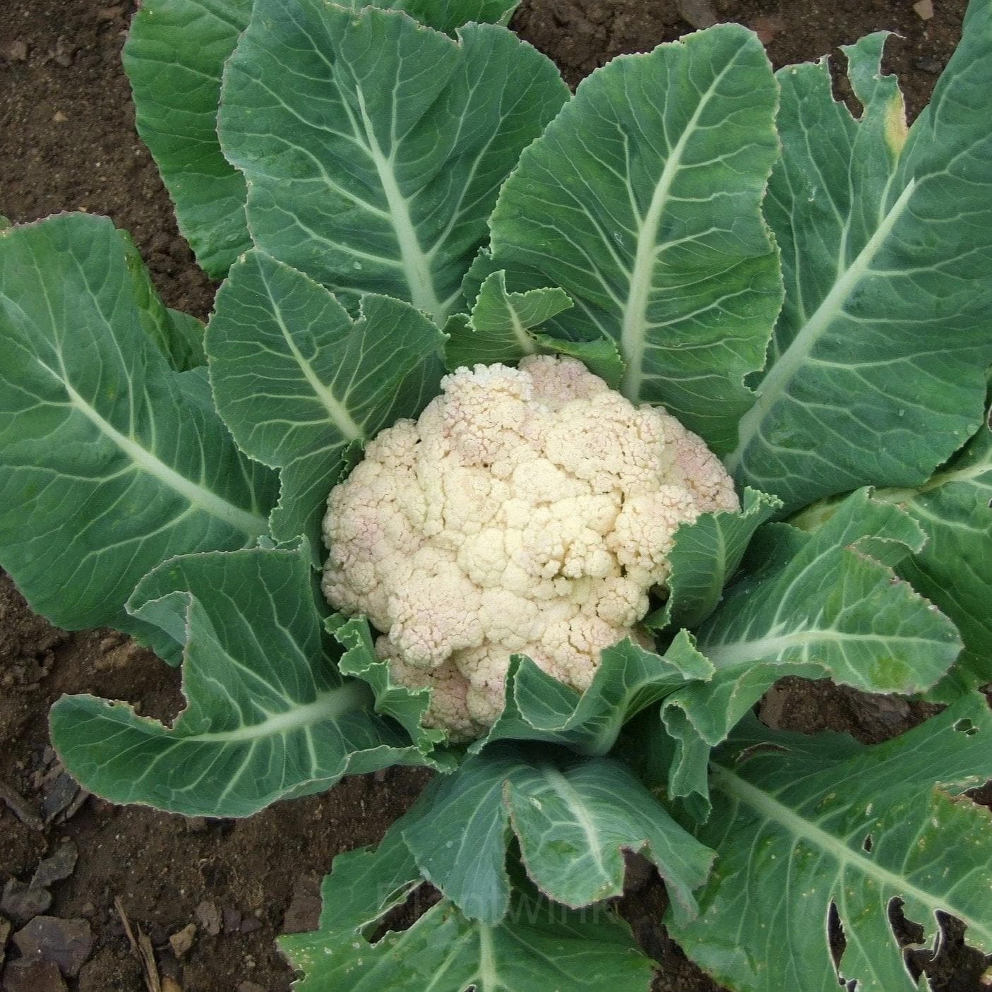 Cauliflower Seed - Main