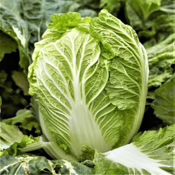 Chinese Cabbage Seed - Alt