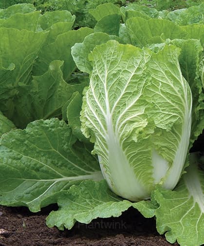 Chinese Cabbage Seed - Main