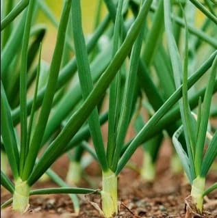 Green Onion Seed - View 2