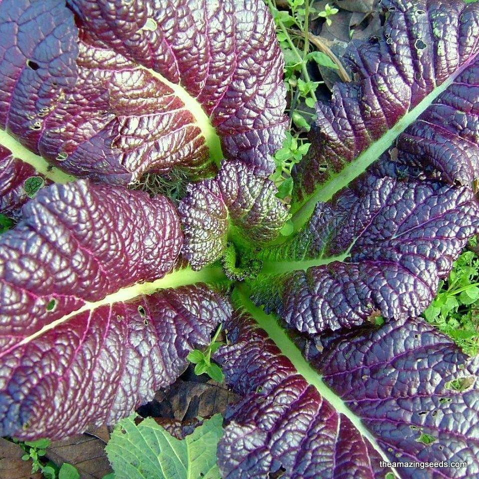 Red Giant Mustard Seed - Alt