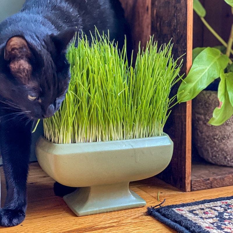 Cat Grass Seed - View 2