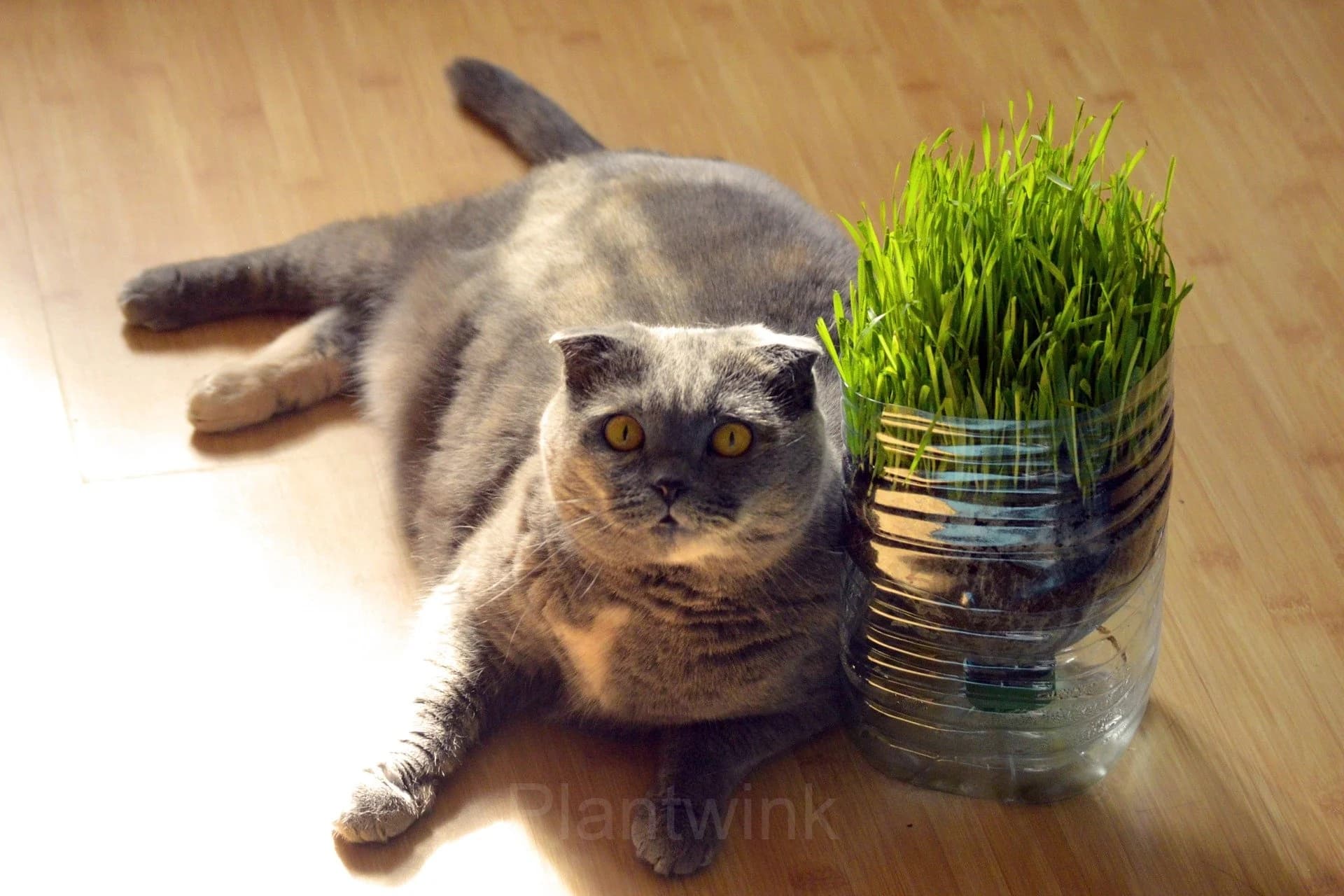 Cat Grass Seed - View 1
