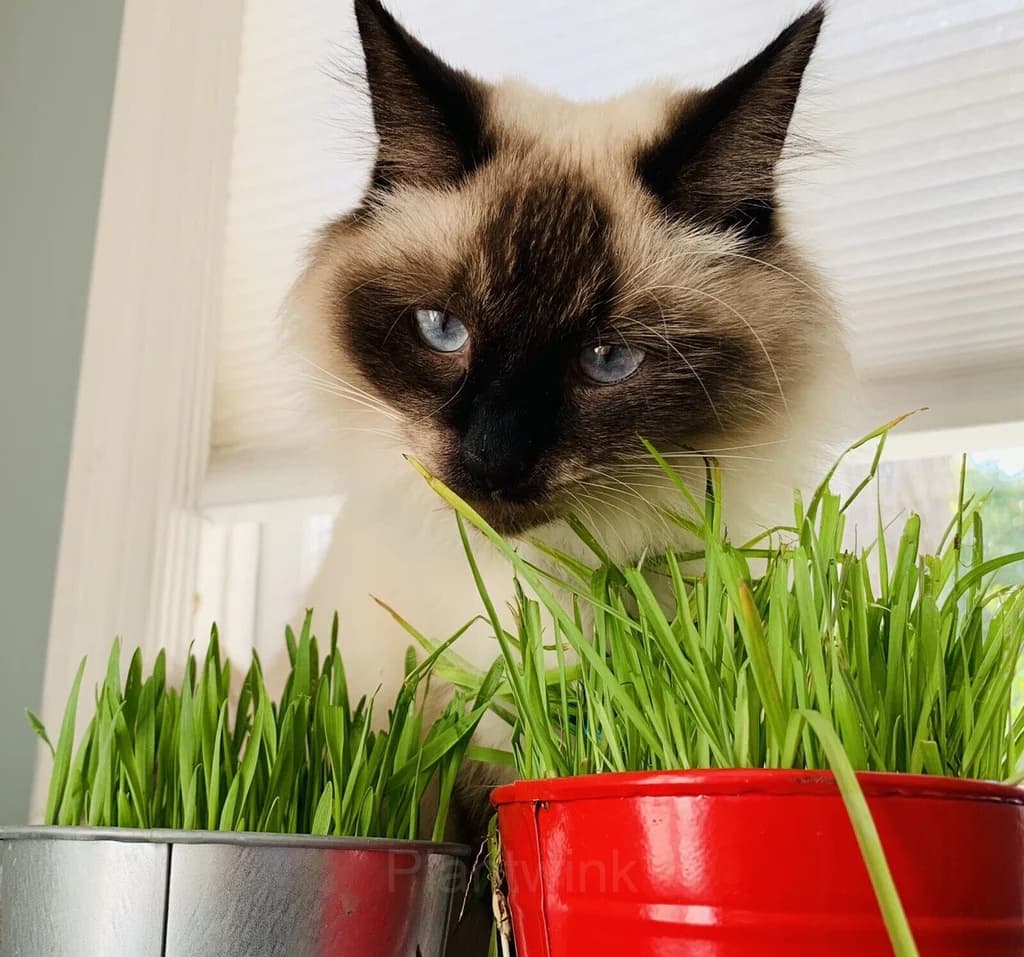 Cat Grass Seed - View 3