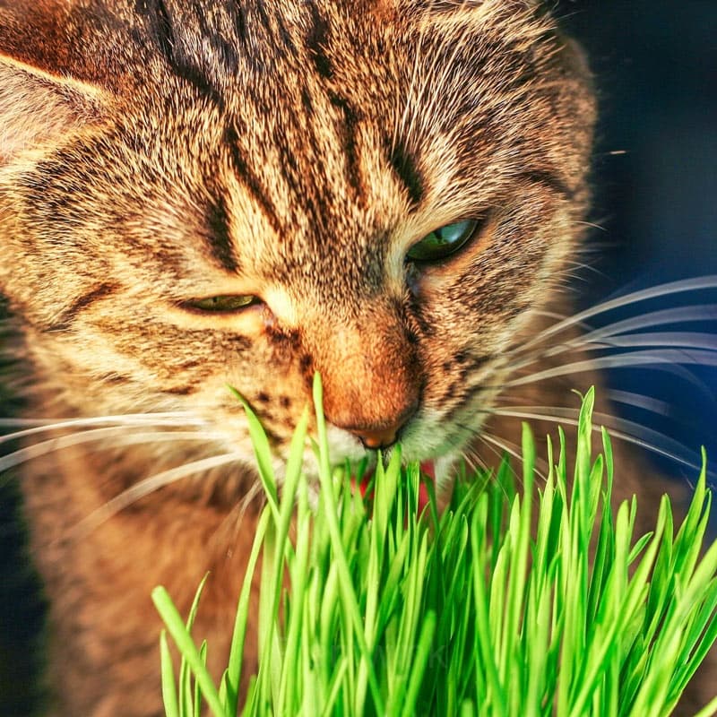 Cat Grass Seed - View 4