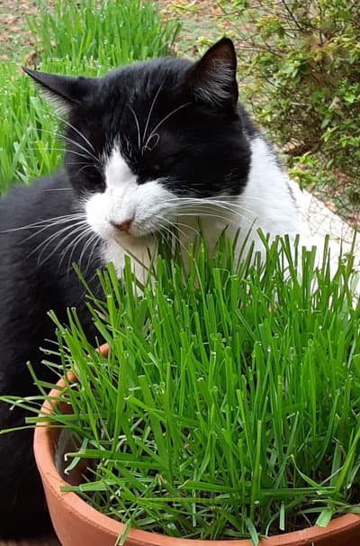 Cat Grass Seed - View 5
