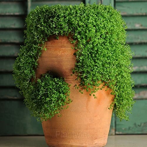 Mini Ornamental Mint Seed - Main