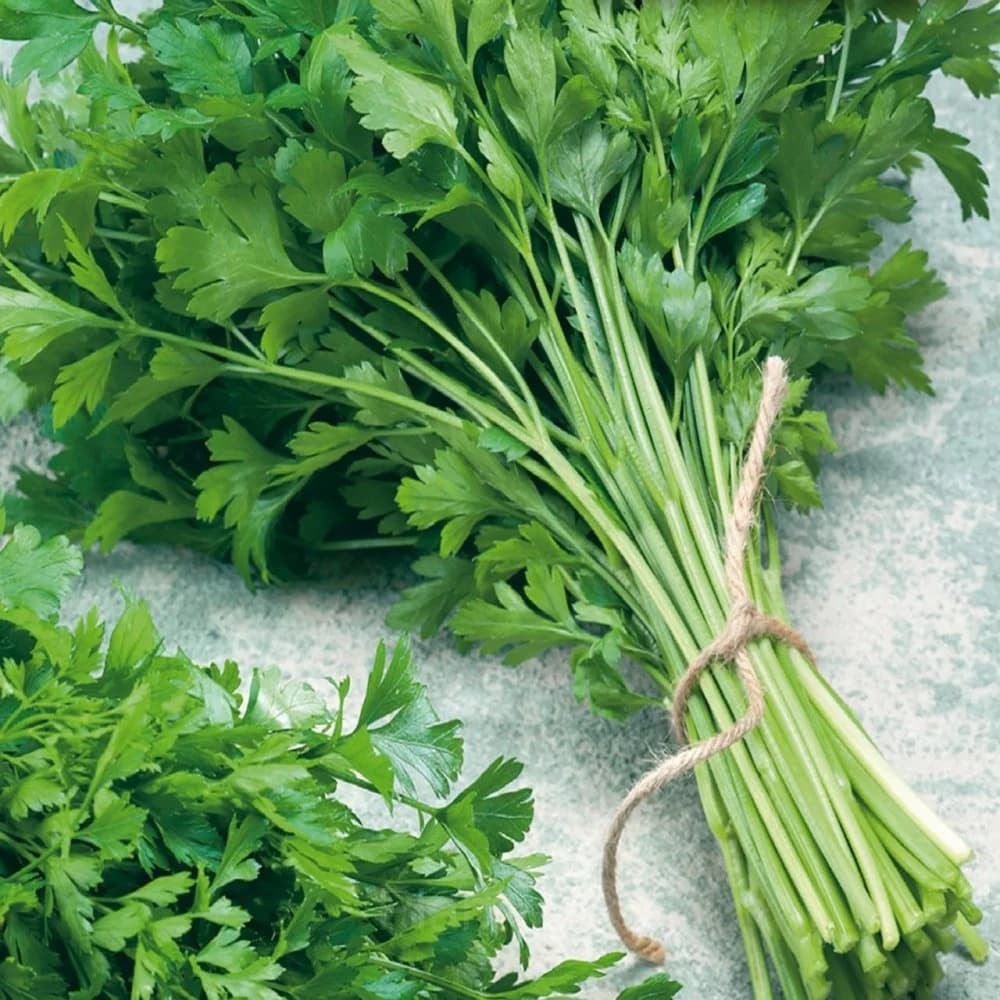 Leaf Parsley Seed - Alt