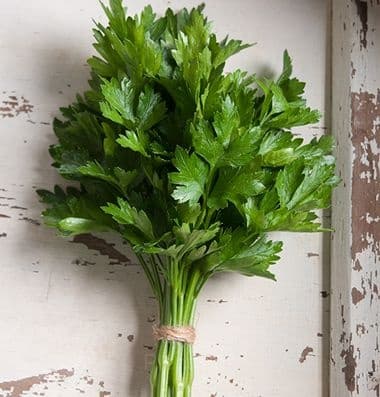 Leaf Parsley Seed - Main