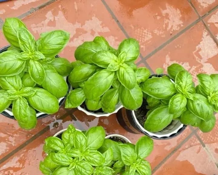 Basil Seed - Alt