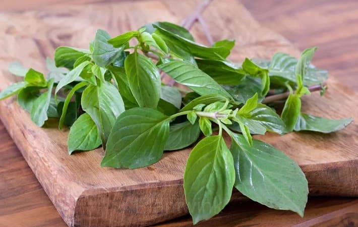 Basil Seed - View 3