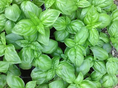 Basil Seed - View 4