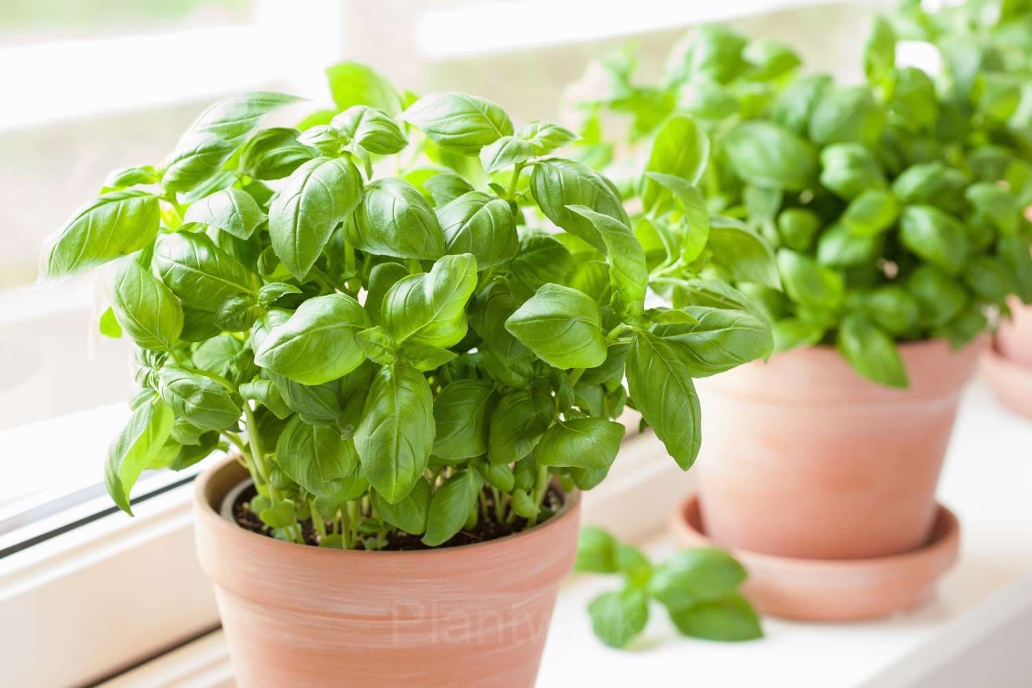 Basil Seed - Main
